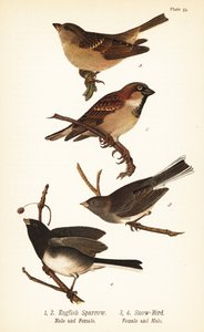 Passero domestico, Passer domesticus, e junco dagli occhi scuri, Junco hyemalis