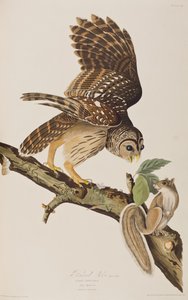 Illustrazione da 