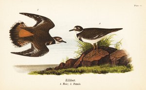 Corriere di Wilson, Charadrius vociferus, maschio 1, femmina 2 da John James (after) Audubon