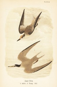 Sterna antillana, Sternula antillarum, adulto 1, giovane, piumaggio autunnale 2 da John James (after) Audubon