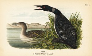 Strolaga maggiore, giovane in inverno e adulto da John James (after) Audubon