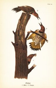 Picchio dorato, Colaptes auratus da John James (after) Audubon