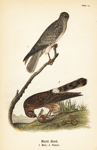 Albanella reale, Circus hudsonius da John James (after) Audubon