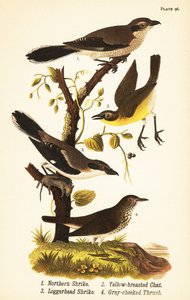 Averla settentrionale, Lanius borealis 1, chiacchierone dal petto giallo, Icteria virens 2, averla capogrosso, Lanius ludovicianus da John James (after) Audubon