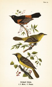 Oriolo dei frutteti, Icterus spurius, maschi 1,2, e femmina 3 da John James (after) Audubon