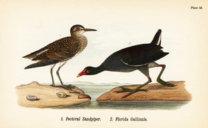 Piro piro pettorale, Calidris melanotos 1, e gallinella d