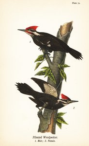 Picchio pileato, Dryocopus pileatus, maschio 1, femmina 2