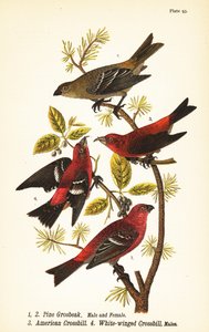 Ciuffolotto delle pinete, Pinicola enucleator, maschio 1, femmina 2, crociere americano o crociere rosso, Loxia curvirostra 3, crociere delle pinete, Loxia leucoptera 4, maschi da John James (after) Audubon