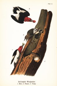 Picchio rosso, Melanerpes erythrocephalus, maschio 1, femmina 2, giovane 3
