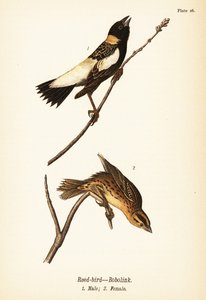 Bobolink, Dolichonyx oryzivorus, maschio 1, femmina 2 da John James (after) Audubon