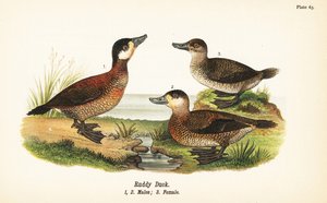 Oxyura jamaicensis, maschi e femmina da John James (after) Audubon