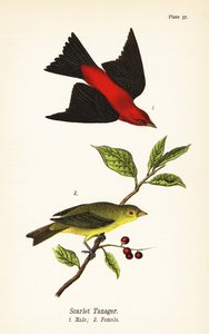 Piranga scarlatta, maschio e femmina da John James (after) Audubon