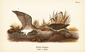 Piro-piro solitario, Tringa solitaria, maschio 1, femmina 2 da John James (after) Audubon