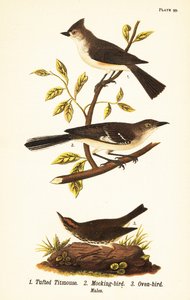 Cincia dal ciuffo, Baeolophus bicolor, tordo beffeggiatore, Mimus polyglottos e parula, Seiurus aurocapilla da John James (after) Audubon