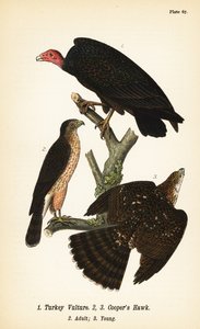 Avvoltoio tacchino, Cathartes aura 1, e sparviero di Cooper, Accipiter cooperii, adulto 2, giovane 3
