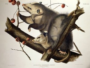 Opossum della Virginia, da 
