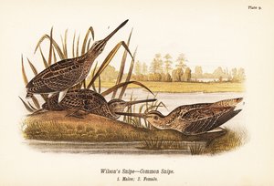 Beccaccino di Wilson o beccaccino comune, Gallinago delicata, maschi 1, femmina 2 da John James (after) Audubon