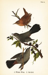 Scricciolo invernale, Troglodytes hiemalis 1, e tordo grigio, Dumetella carolinensis 2 da John James (after) Audubon