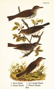 Tordo dei boschi, Hylocichia mustelina 1, tordo di Swainson, Catharus ustulatus 2, tordo olivastro o tordo eremita, Catharus guttatus 3, e tordo fulvo o tordo di Wilson, Catharus fuscescens 4 da John James (after) Audubon
