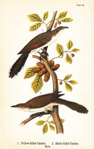Cuculo dal becco giallo, Coccyzus americanus 1, e cuculo dal becco nero, Coccyzus erythropthalmus 2, maschi