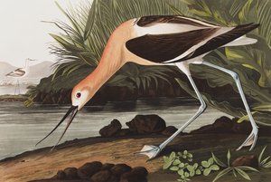 Avocetta Americana, Recurvirostra Americana, da "Gli Uccelli d