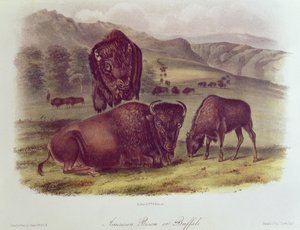 Bisonte americano o bufalo, da 