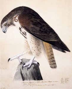 Poiana americana o falco dal petto bianco da John James Audubon