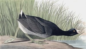 Folaga americana, Fulica Americana, da "Gli uccelli d