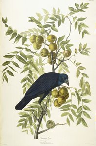 Corvo americano, 1833 da John James Audubon