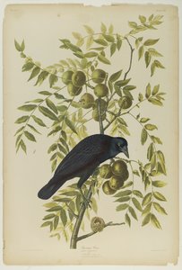 Corvo americano da John James Audubon