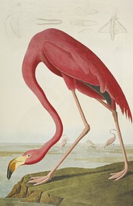Fenicottero americano, da "Gli uccelli d