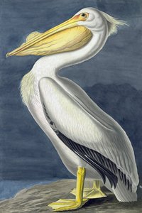 Pellicano bianco americano, Pelecanus Erythrorhynchos, da "Gli uccelli d