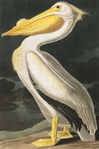 Pellicano Bianco Americano, Pelecanus Erythrorhynchos, da "Gli Uccelli d