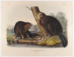 Castoro americano, 1844 da John James Audubon