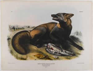 Volpe incrociata americana