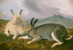 Lepre Artica, c.1841
