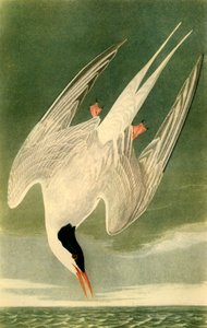 Sterna artica, 1835, 1942