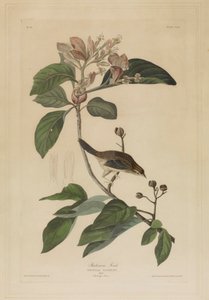  da John James Audubon