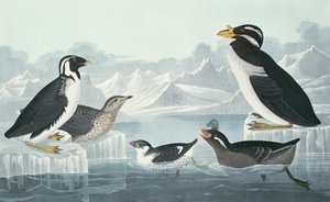 Guillemot dalla gola nera, Auk dal becco nodoso, Auk dal ciuffo arricciato, Guillemot dal becco a corno, disegnati dalla natura da John James Audubon