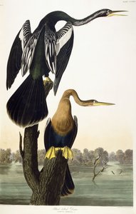 Darter dal ventre nero, 1836 da John James Audubon