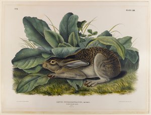 Lepre dalla coda nera da John James Audubon
