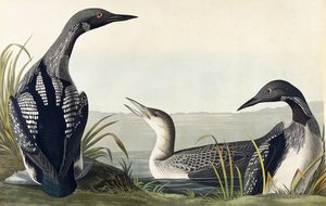 Strolaga dal Collo Nero da John James Audubon
