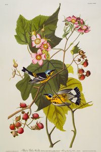Parula magnolia. Parula nera e gialla da John James Audubon