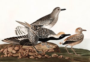 Piviere pancianera, Charadrius Helveticus, da "Gli uccelli d