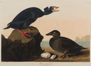 Anatra nera o surf, 1836