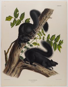 Scoiattolo nero da John James Audubon
