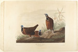 Piccione dalla testa blu da John James Audubon