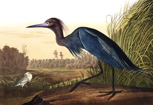 Gru azzurra o airone, Ardea Coerulea, da "Gli uccelli d