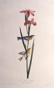 Parula blu e gialla. Da Gli uccelli d