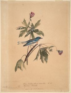  da John James Audubon